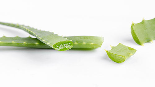 aloe vera